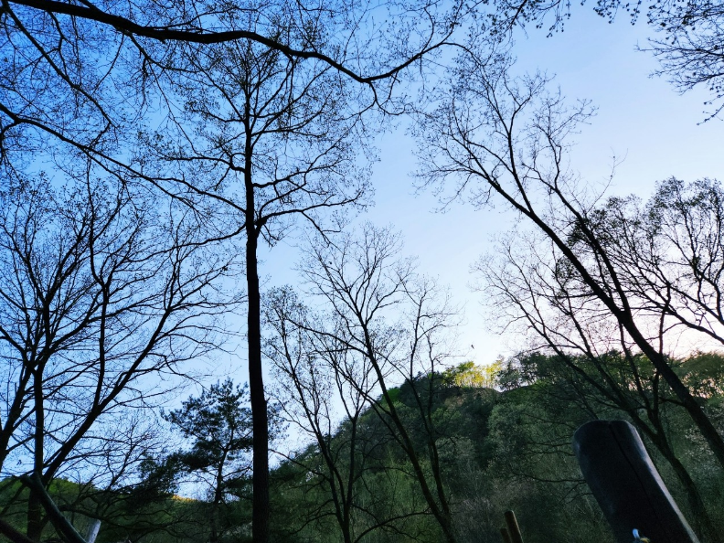 나무, 야외, 하늘, 식물이(가) 표시된 사진

자동 생성된 설명