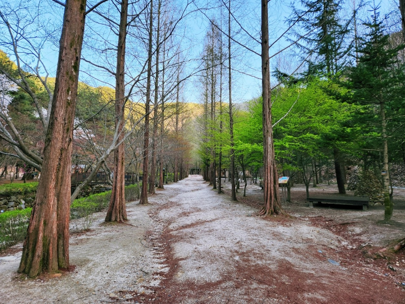 나무, 야외, 통로, 숲이(가) 표시된 사진

자동 생성된 설명