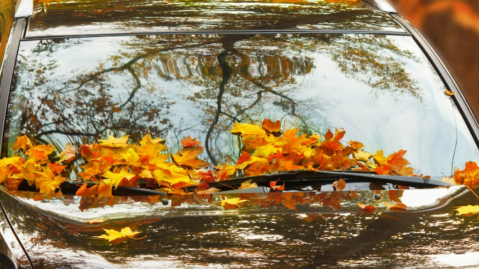 자동차, 차량, 야외, 꽃이(가) 표시된 사진
자동 생성된 설명