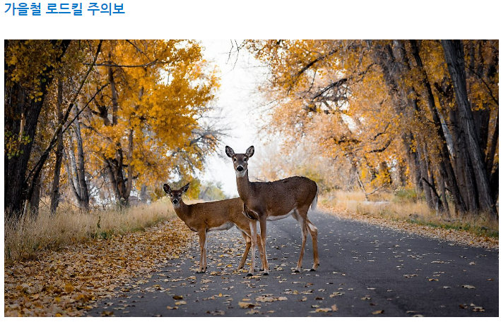 포유류, 야외, 나무, 사슴이(가) 표시된 사진
자동 생성된 설명