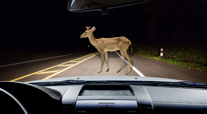 포유류, 야외, 자동차, 도로이(가) 표시된 사진
자동 생성된 설명